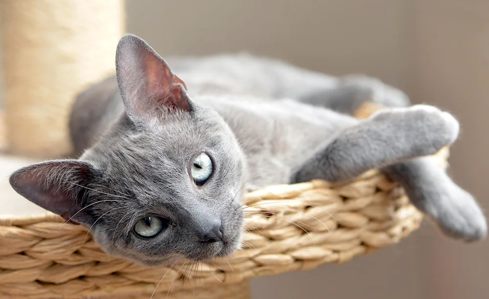 Russian blue cat