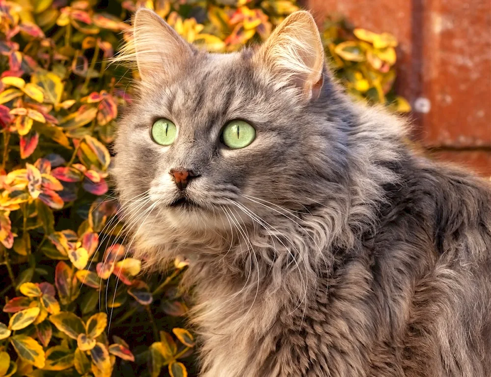 Grey cat with amber eyes