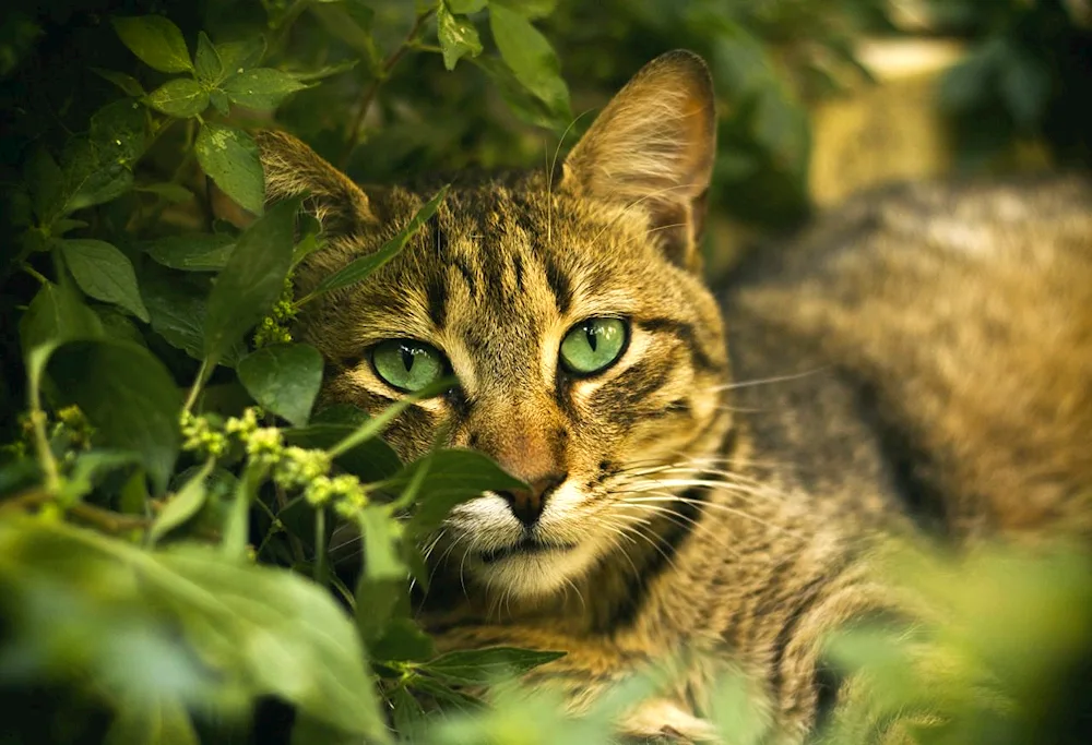 Grey cat with green eyes