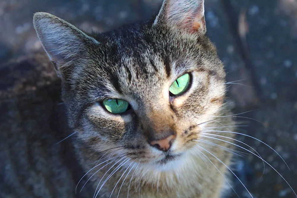 Grey cat with green eyes