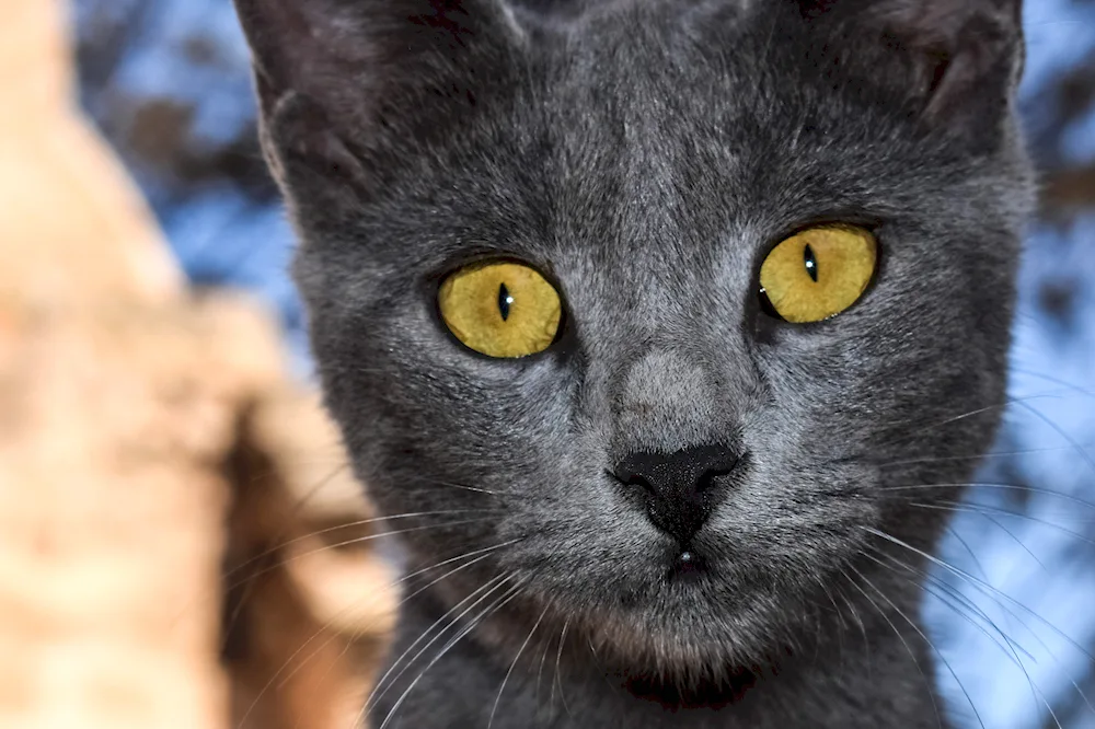 Grey cat with yellow eyes