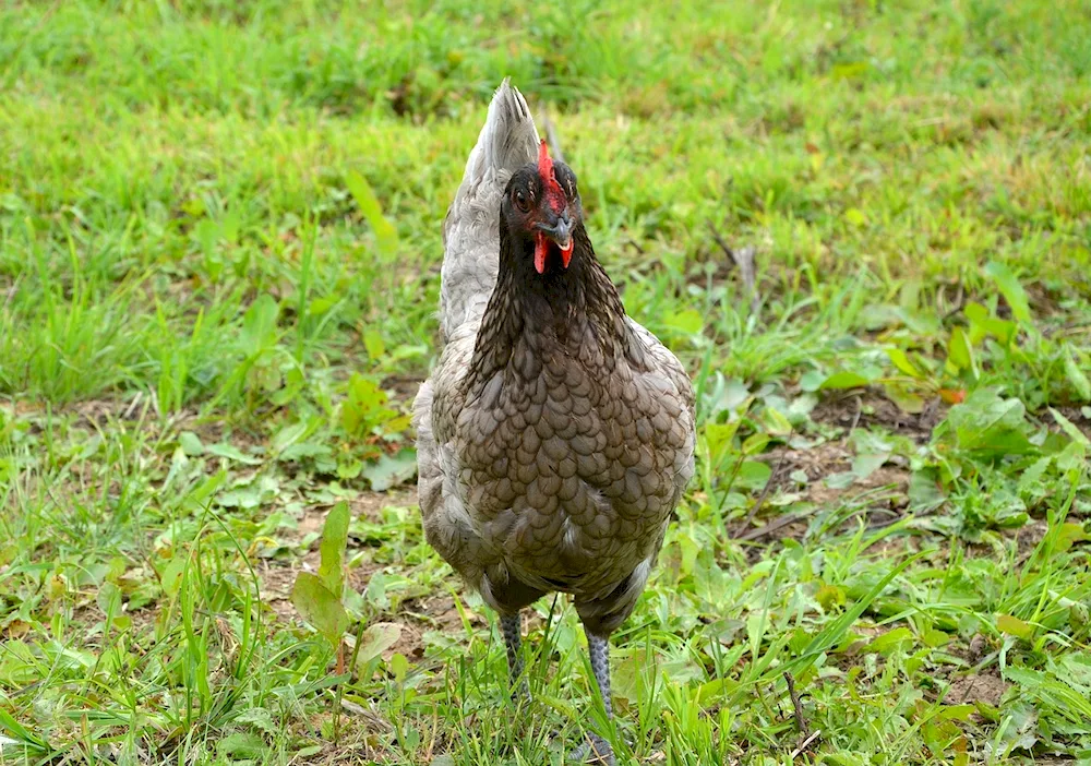 Paduan chicken