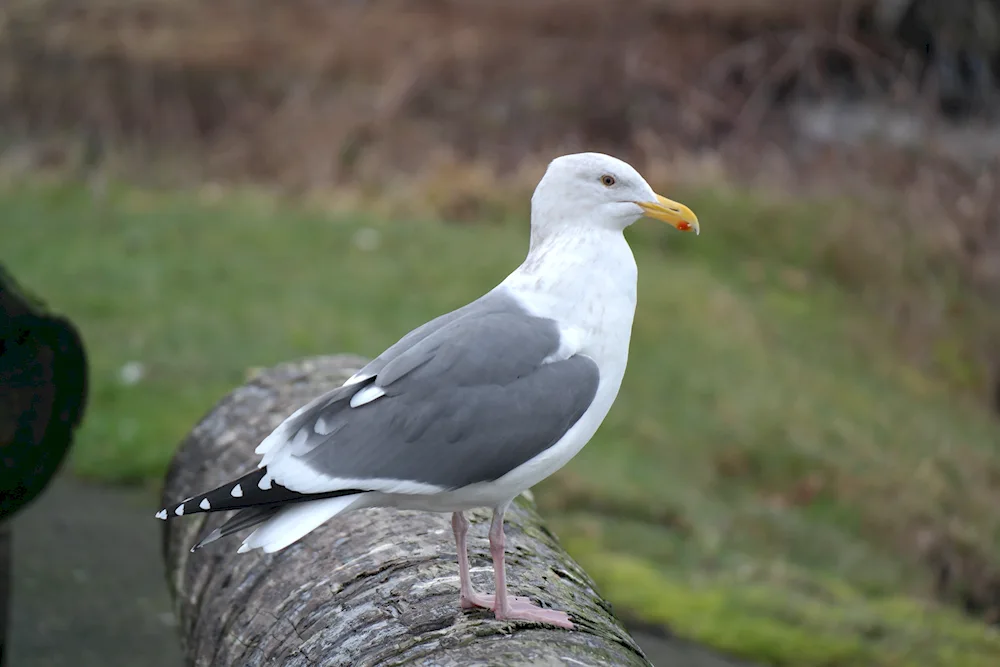 Birds of St. Petersburg