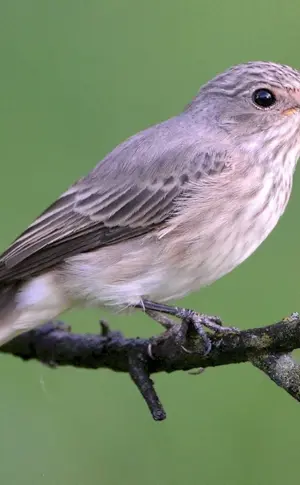 Grey Flycatcher bird