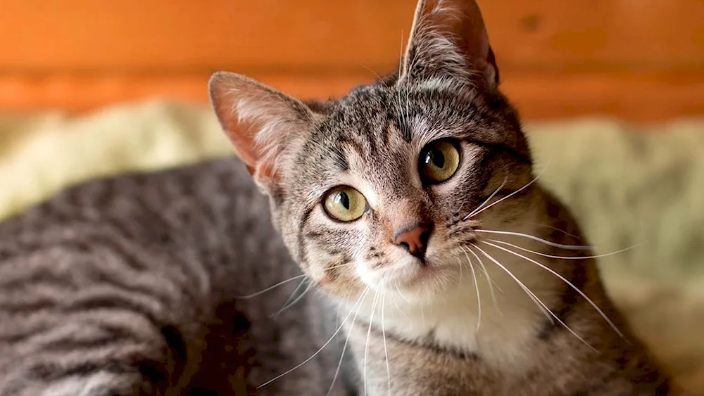 Grey striped cat