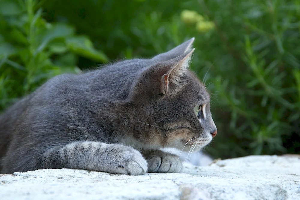 Grey striped cat purebred