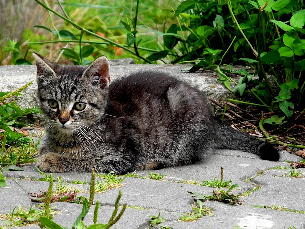 Grey striped cat mongrel