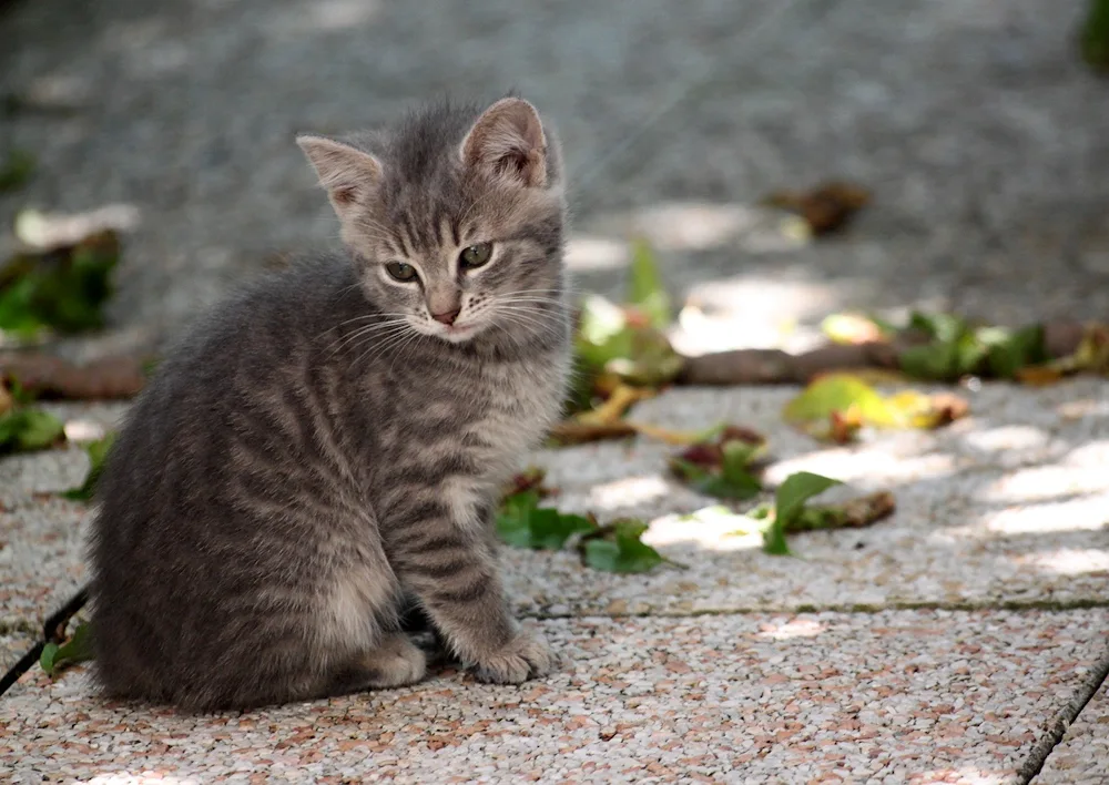 Grey striped cat mongrel