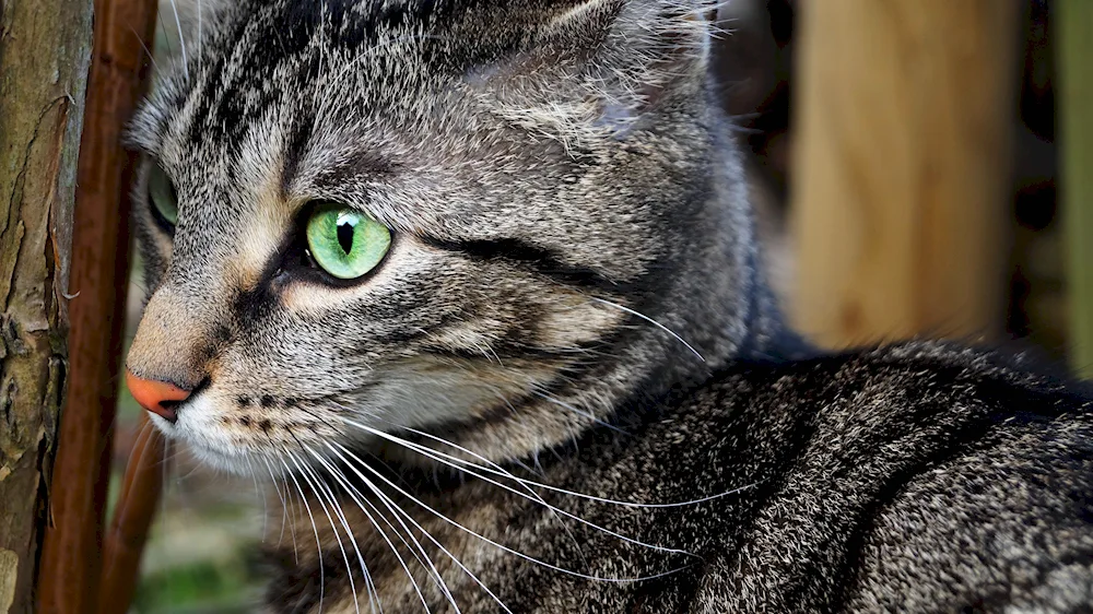 Grey striped cat with green eyes