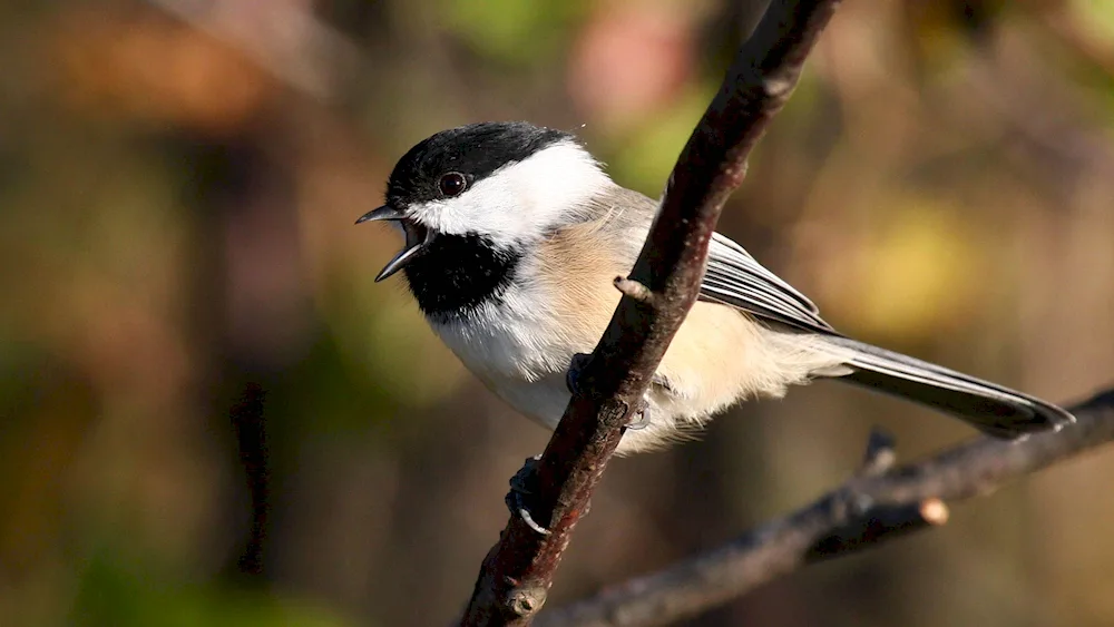 Black-headed tit