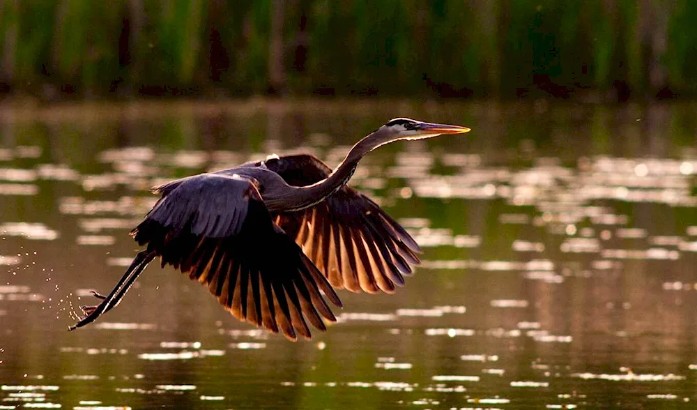 Grey heron