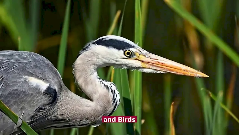 Grey wading heron