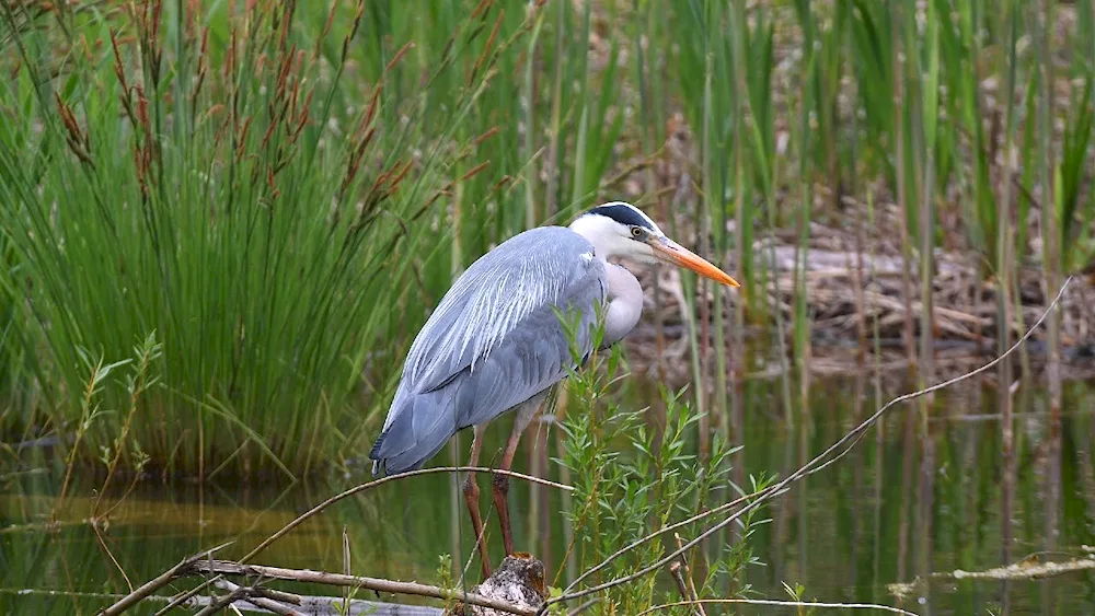 Marsh and heron