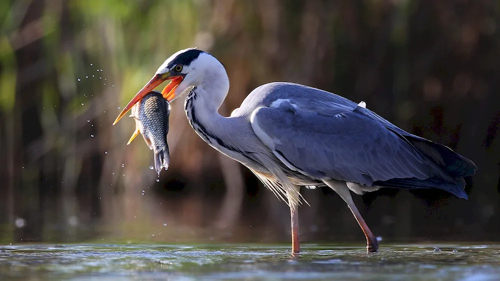 Grey heron of the Astrakhan region Astrakhansky Reserve