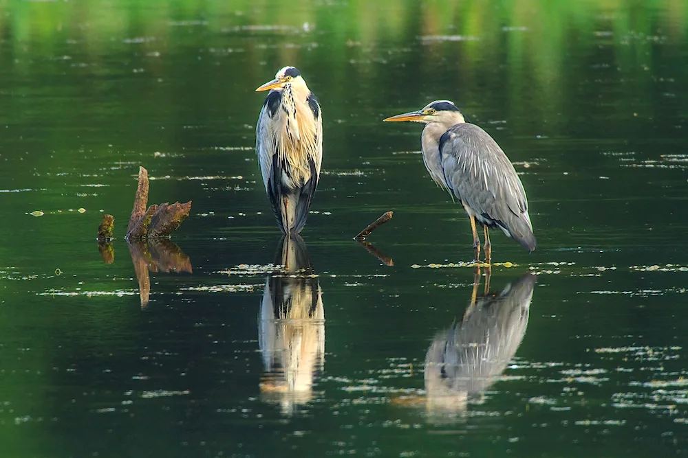 Big blue herons Florida USA