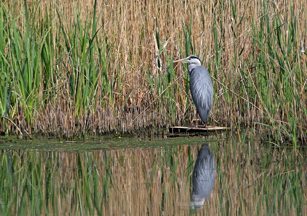 Heron's heron snake heron