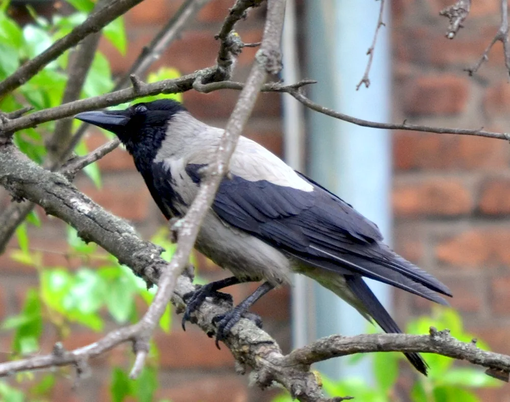 Bolshevaya crow