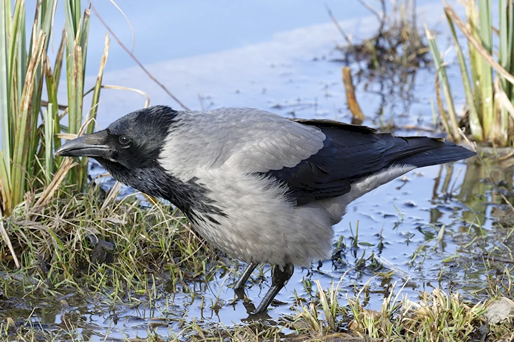 Crow bird