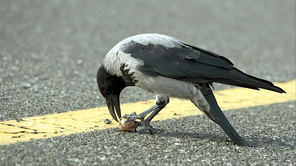 Crow White-fronted bird