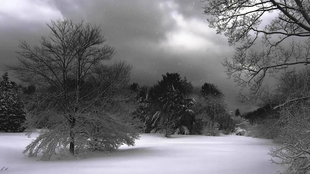 Winter woods at night