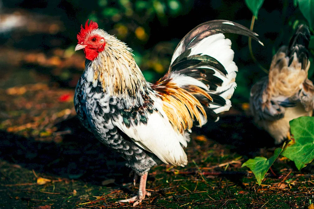 Brown Dominant laying hens