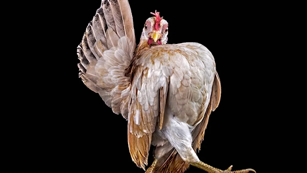 Cockerel red comb