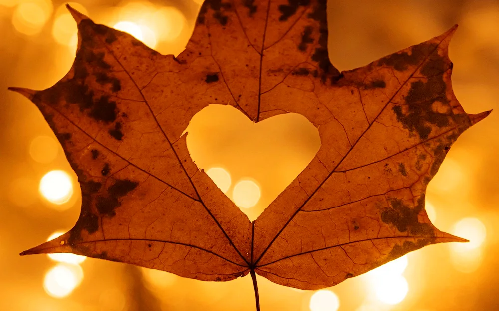 Autumn leaves heart