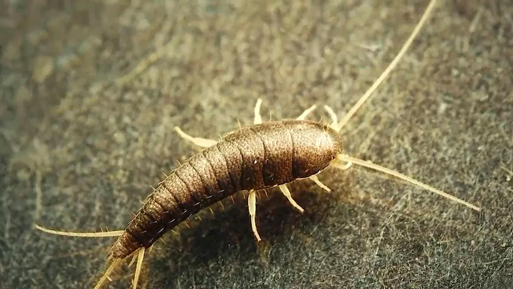 Silverwort scales larvae