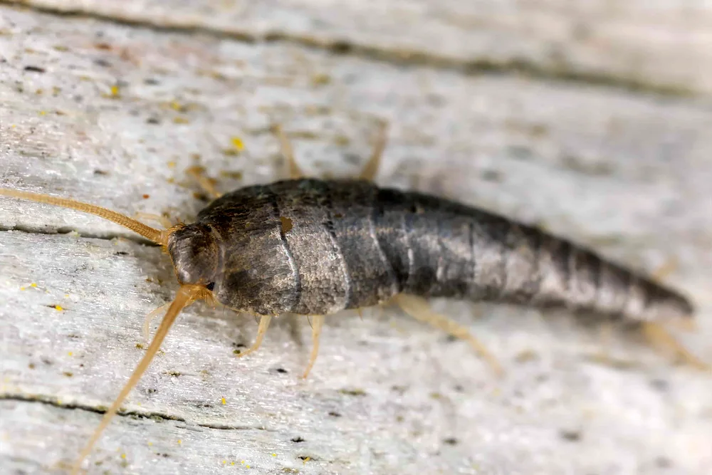 Nymph Prusak cockroach Chickweed