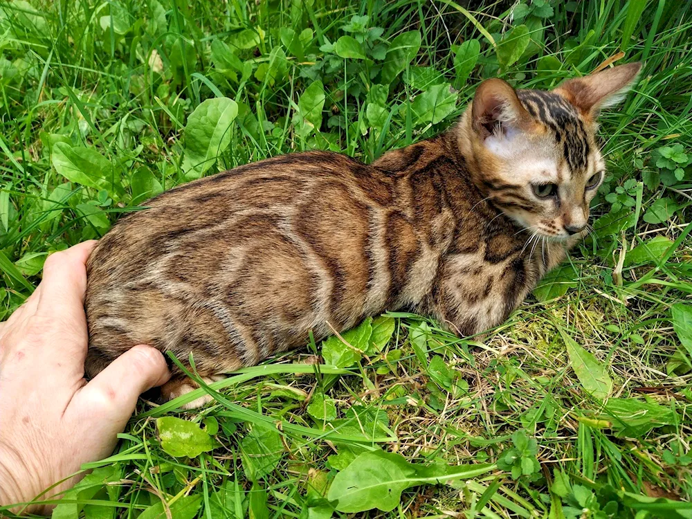 Benignal cat kittens Tabby Bengal