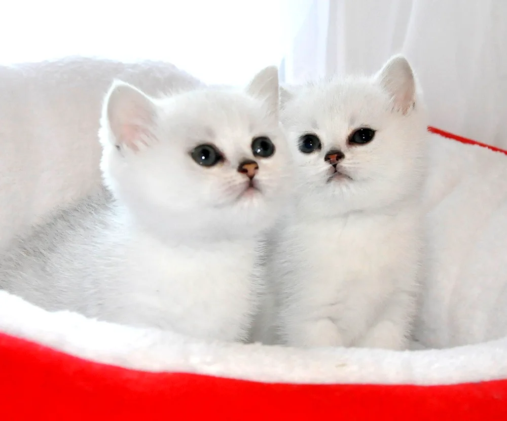 Silver chinchilla cat