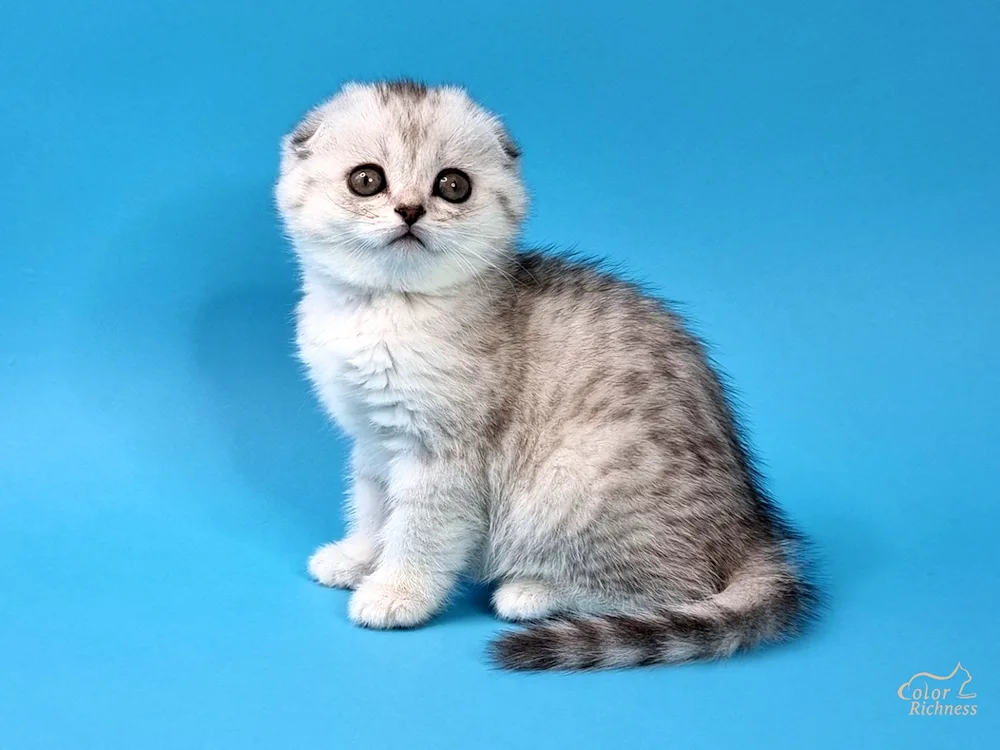 Scottish- Scottish Fold