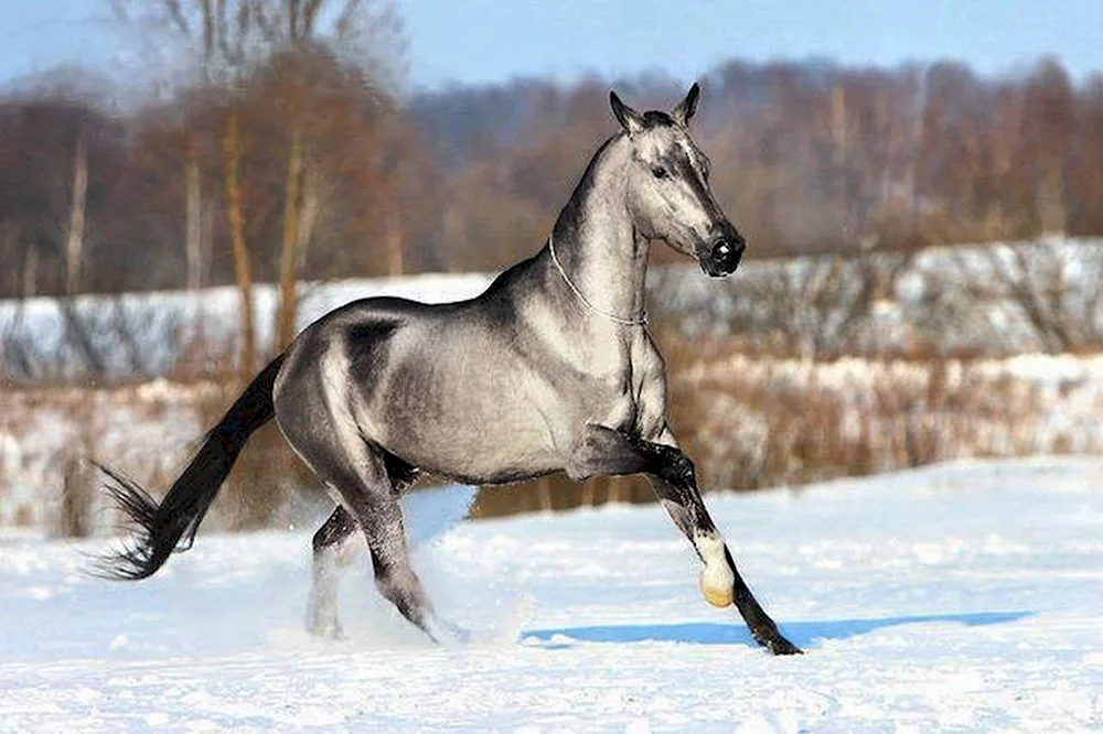 Silver colour Brown colour horse