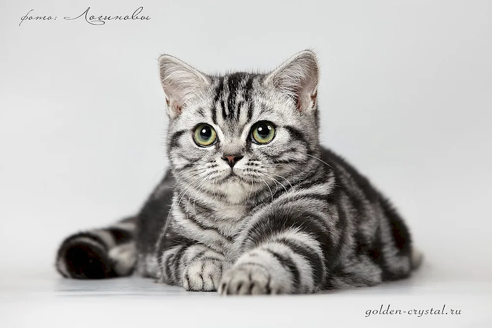 Tabby mackerel tiger