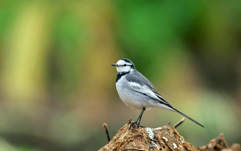 Marine birds