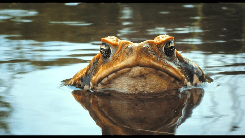 Serious Toad