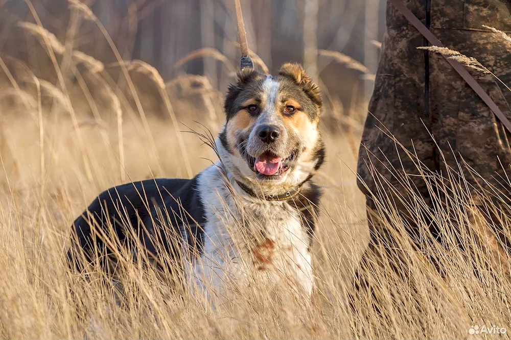 Middle Asian shepherd dog alabai