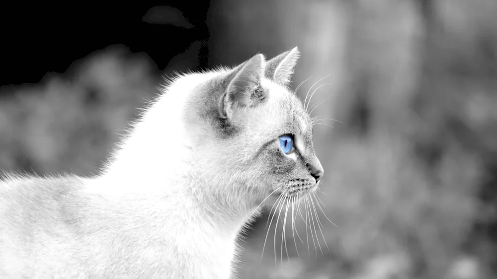 Silver white cat