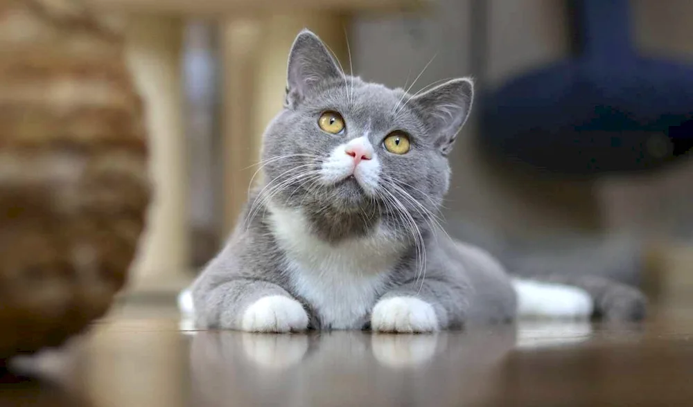 Silver white cat