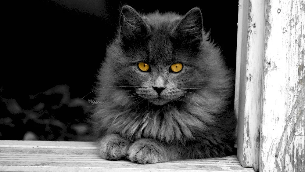 Silver black cat