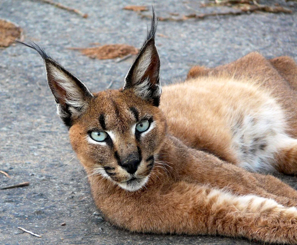 Caracal Gosha