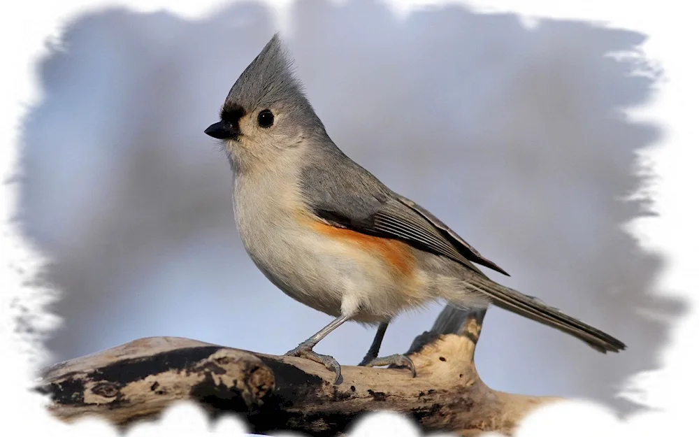 Grey Crested Birds