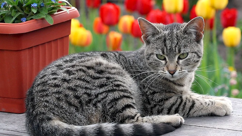 British shorthair cat striped