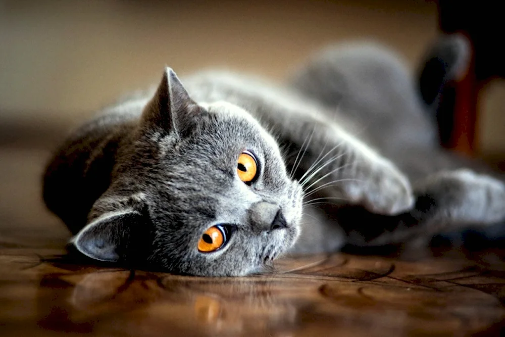 Grey British cat with yellow eyes