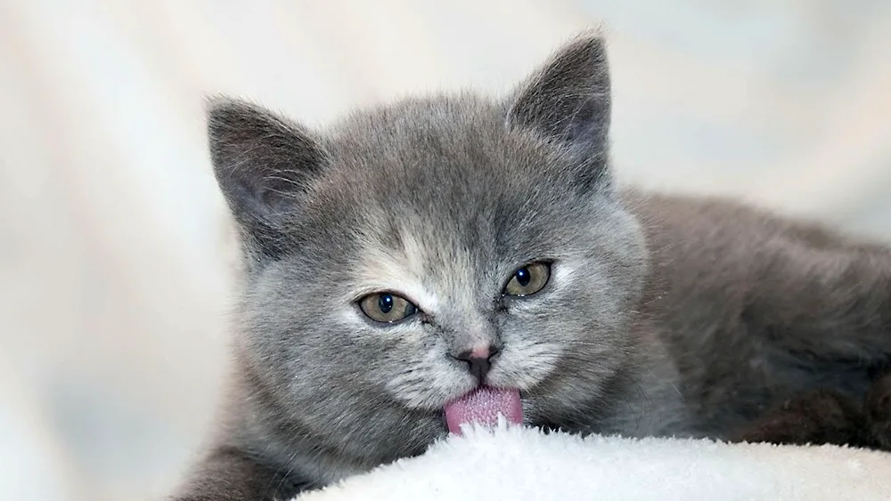 Grey Brittany kitten