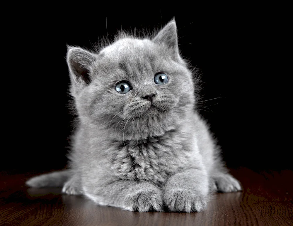 British shorthair cat