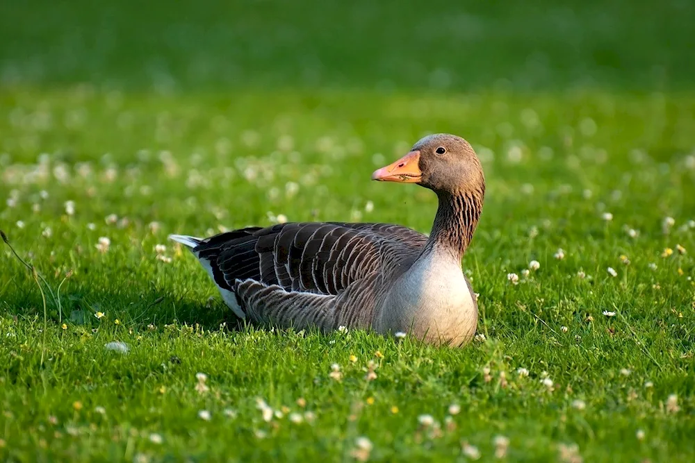 Grey goose Anser Anser