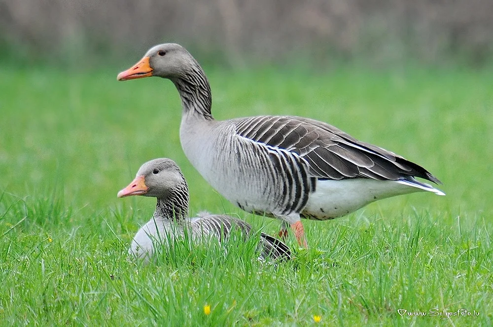 White-fronted goose