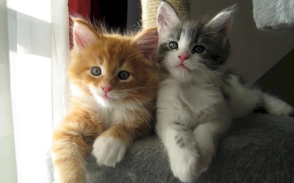 Cute kittens