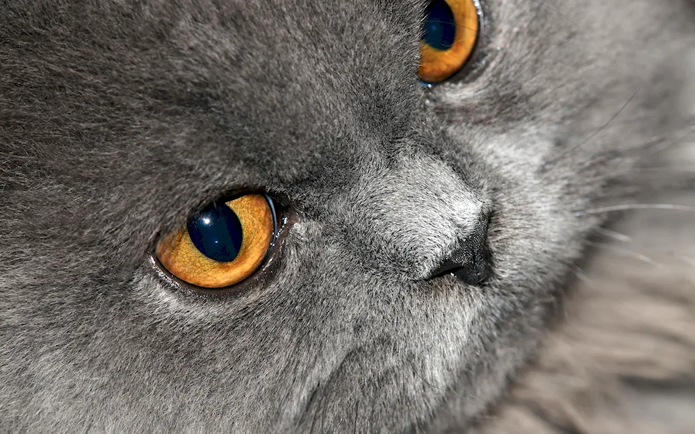 Grey cat with orange eyes